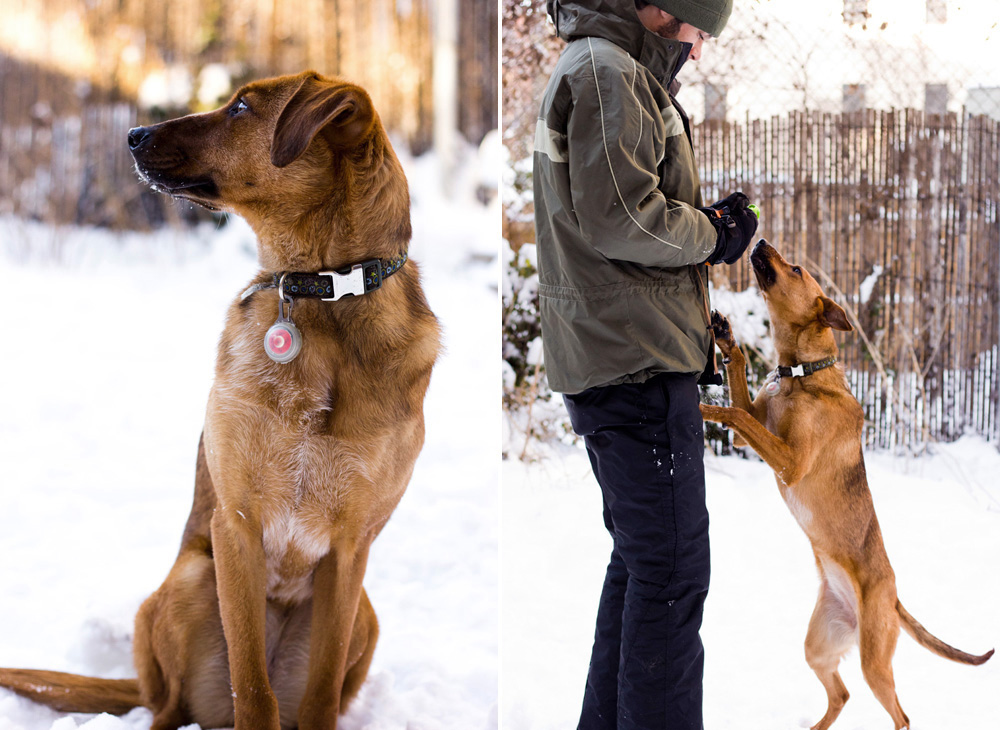 Snowy Bodie in the backyard | Brooklyn