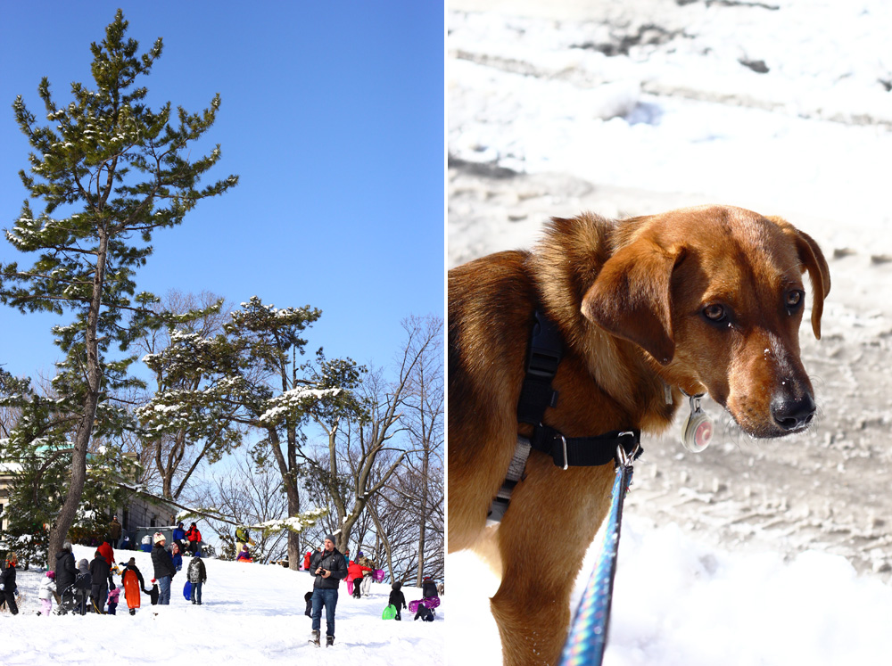 Sunny day after a snowstorm | Fort Greene, Brooklyn