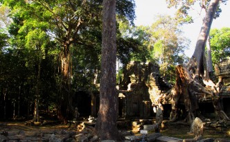 Ta Prohm, amongst the trees | Angkor Wat-, Cambodia