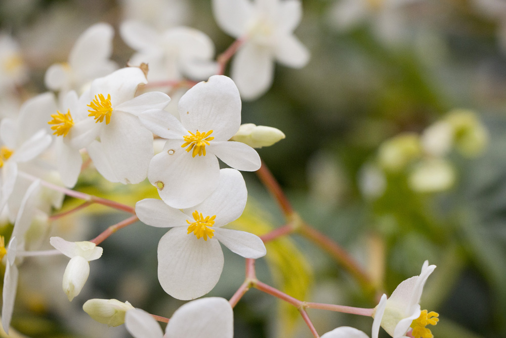 White and yellow mini flowers | Florida_1