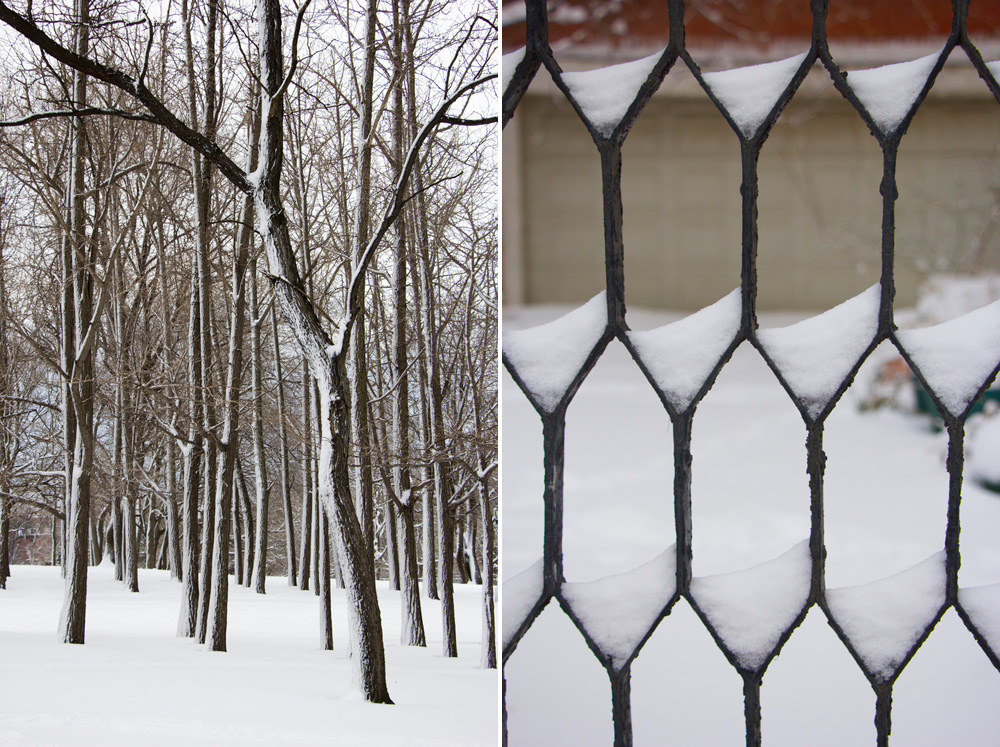 Wrought iron and snow-painted trees | Fort Greene, Brooklyn