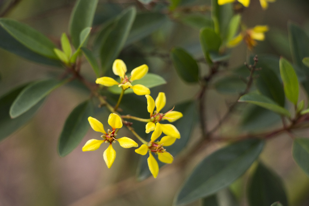 Yellow florets | Florida