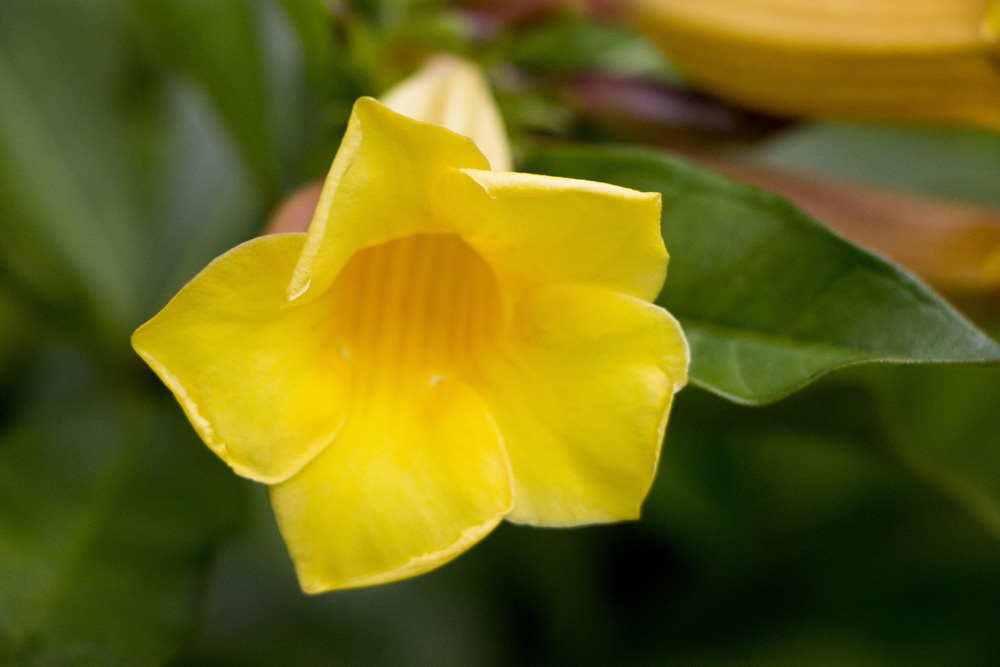 yellow-flower-petals-florida