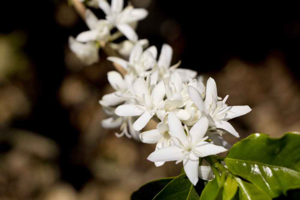 Coffee flowers at Finca Rosa Blanca | Costa Rica