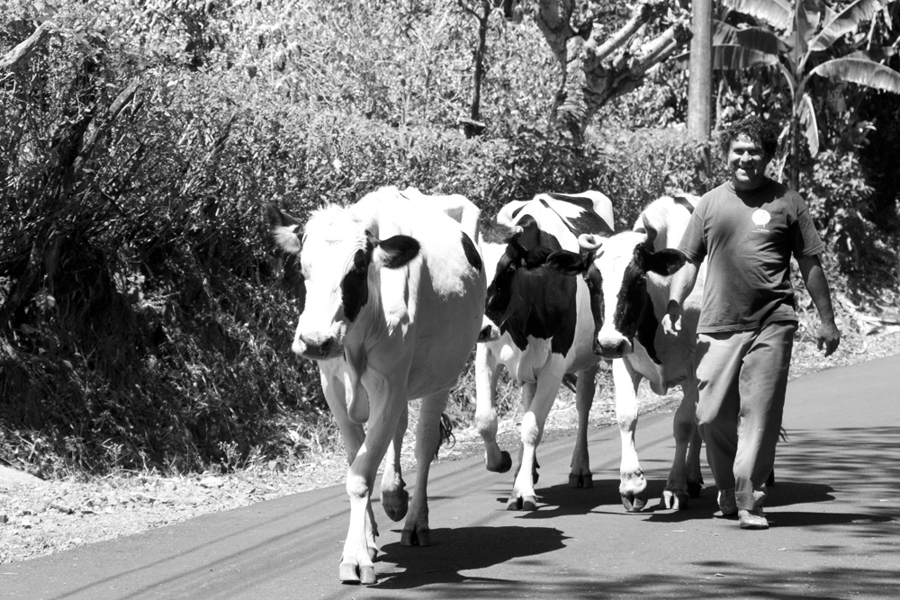 Cows walking down the road | Santa Barbara, Costa Rica