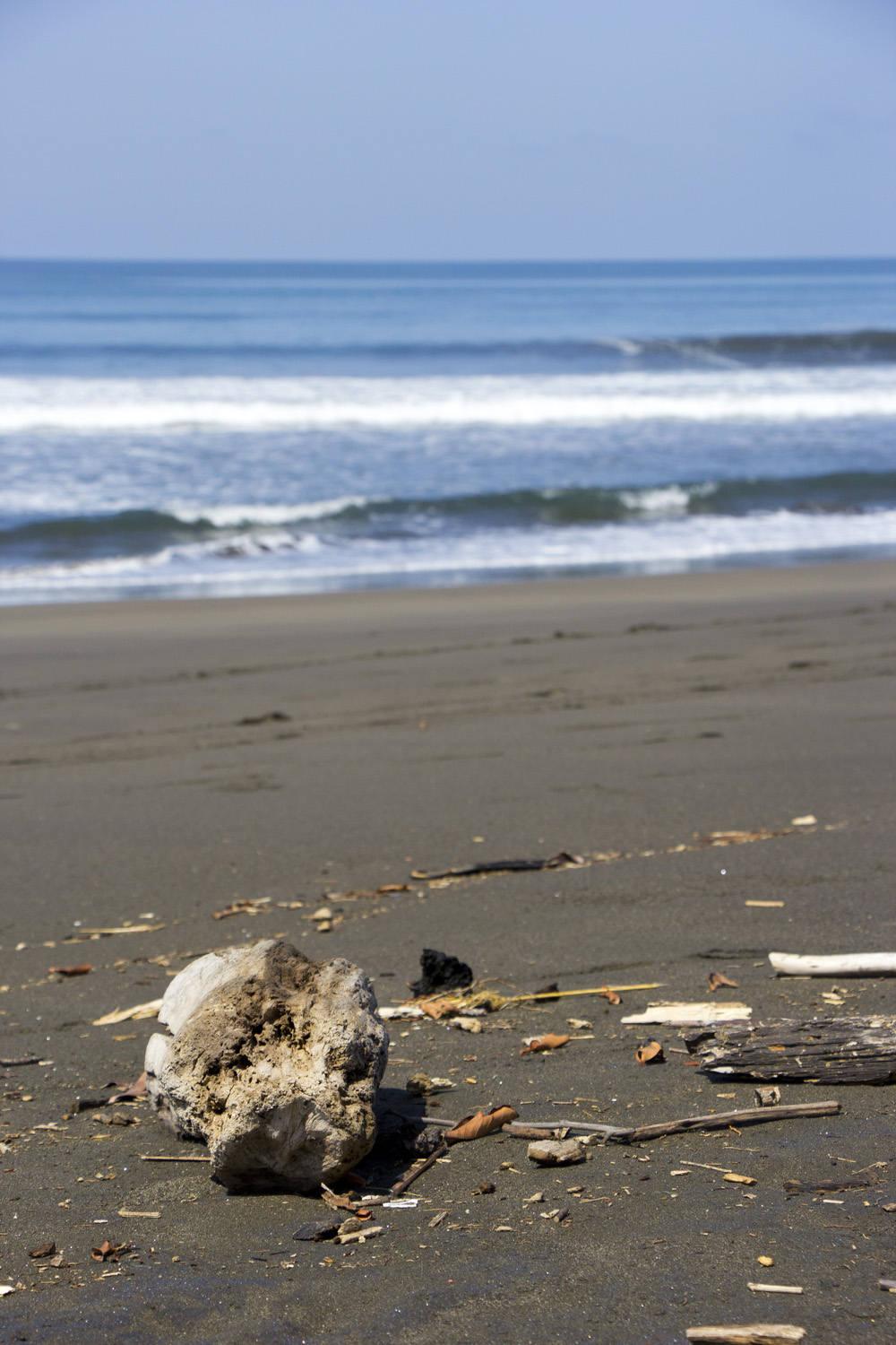 Driftwood | Hermosa Beach, Costa Rica