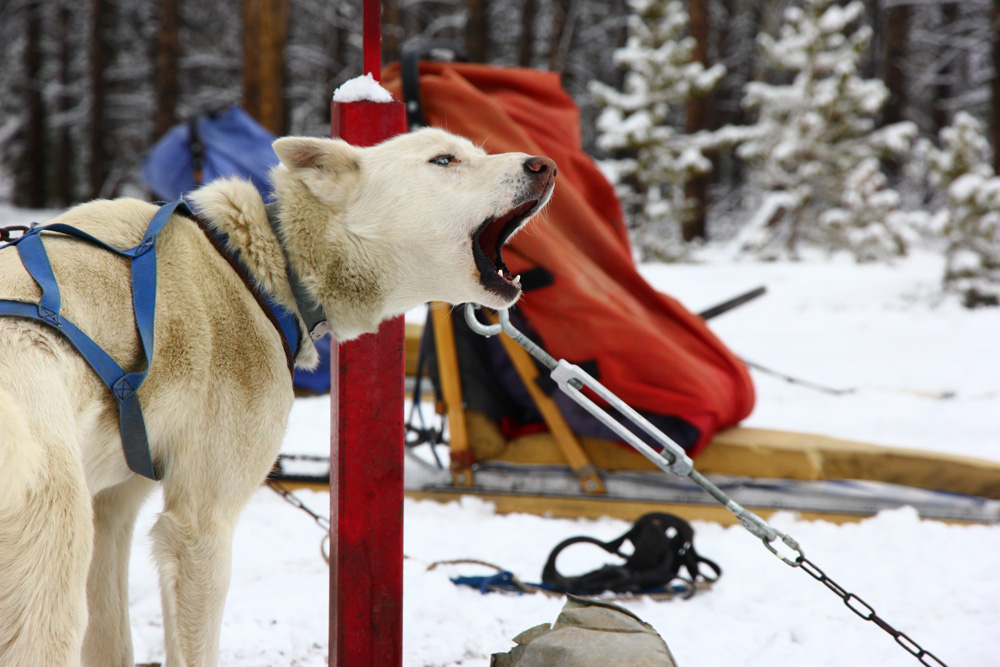 Howling husky | Winter Park, Colorado