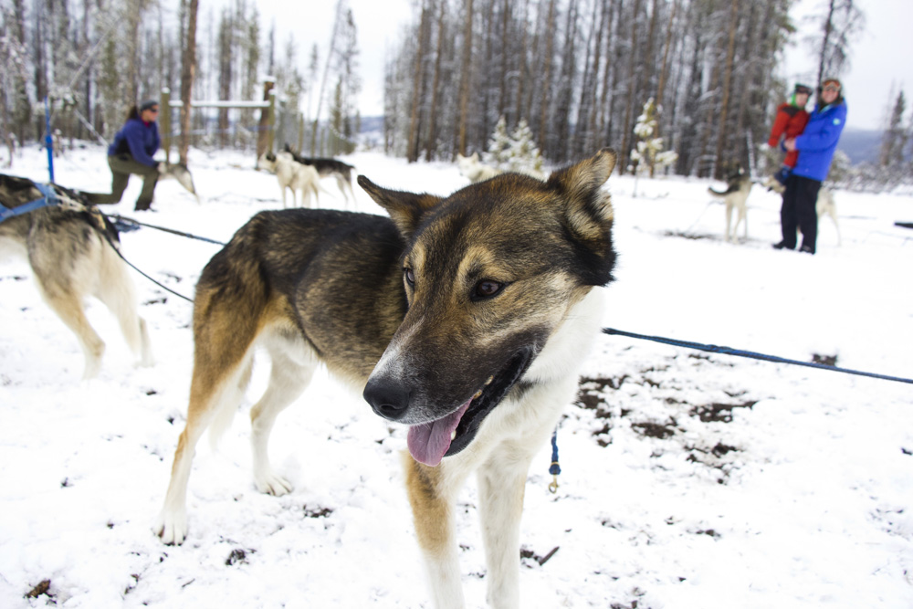 Rohan the sled dog | Winter Park, Colorado