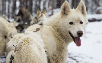 Sled dog surveying the land | Winter Park, Colorado