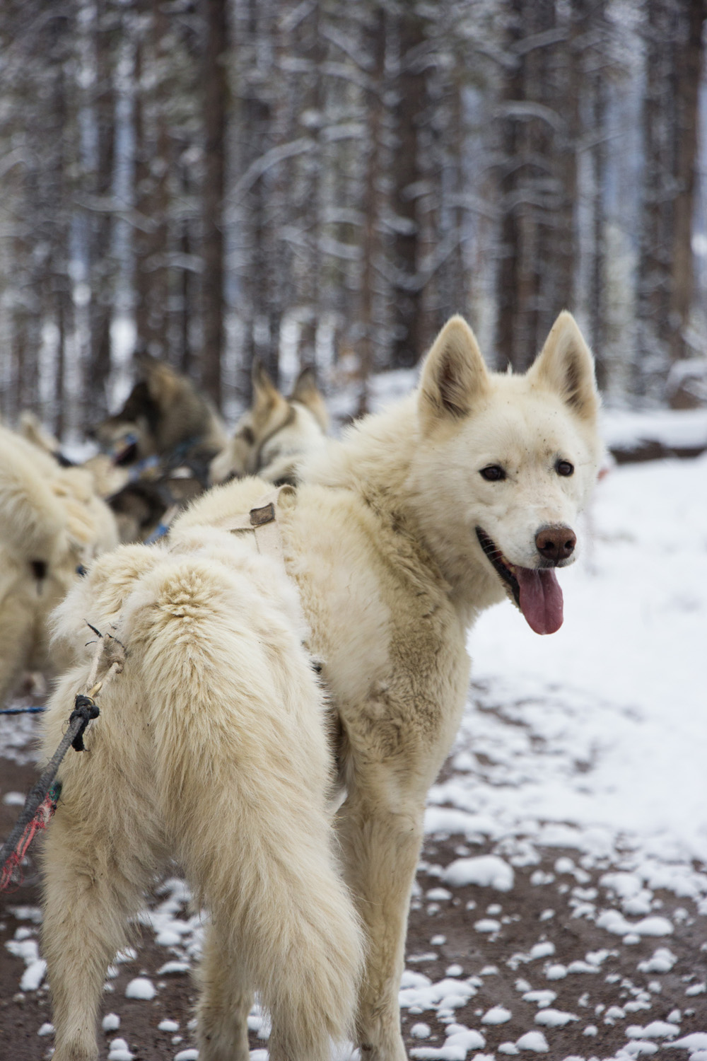 Sled dog surveying the land | Winter Park, Colorado