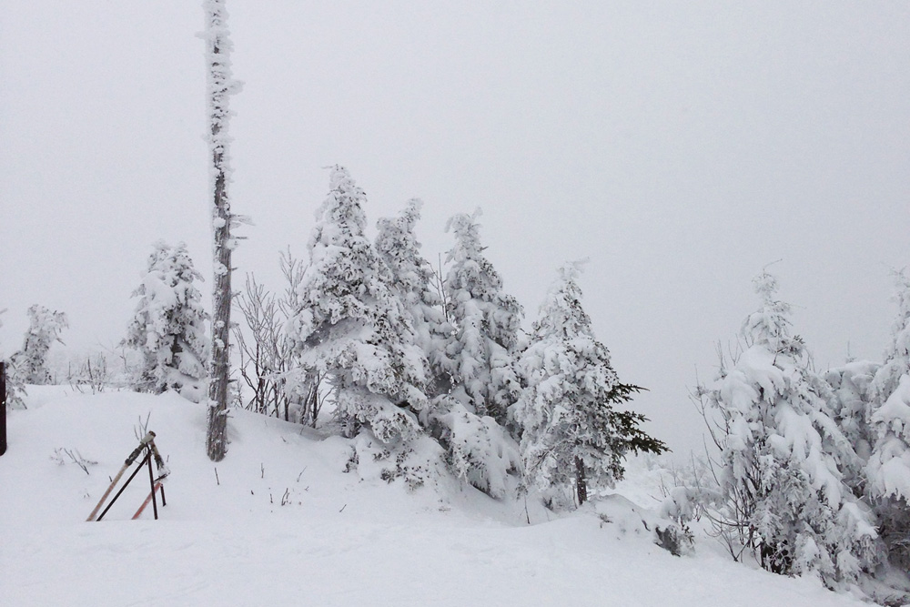 Snowy trees | Killington, Vermont
