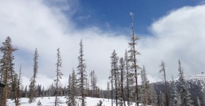 spindly-snow-trees-winter-park-colorado-resize