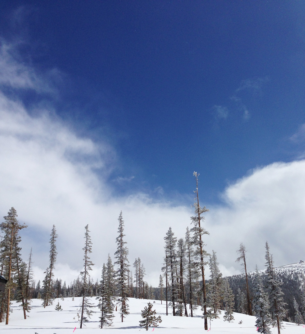 Spindly snow trees | Winter Park, Colorado