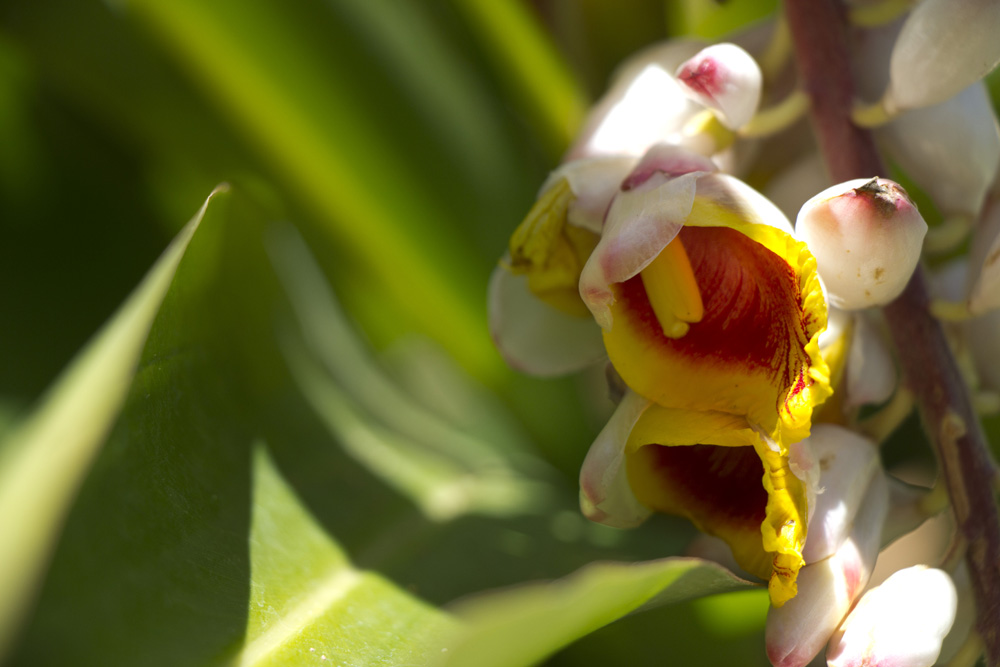 Tropical flower | San Jose, Costa Rica