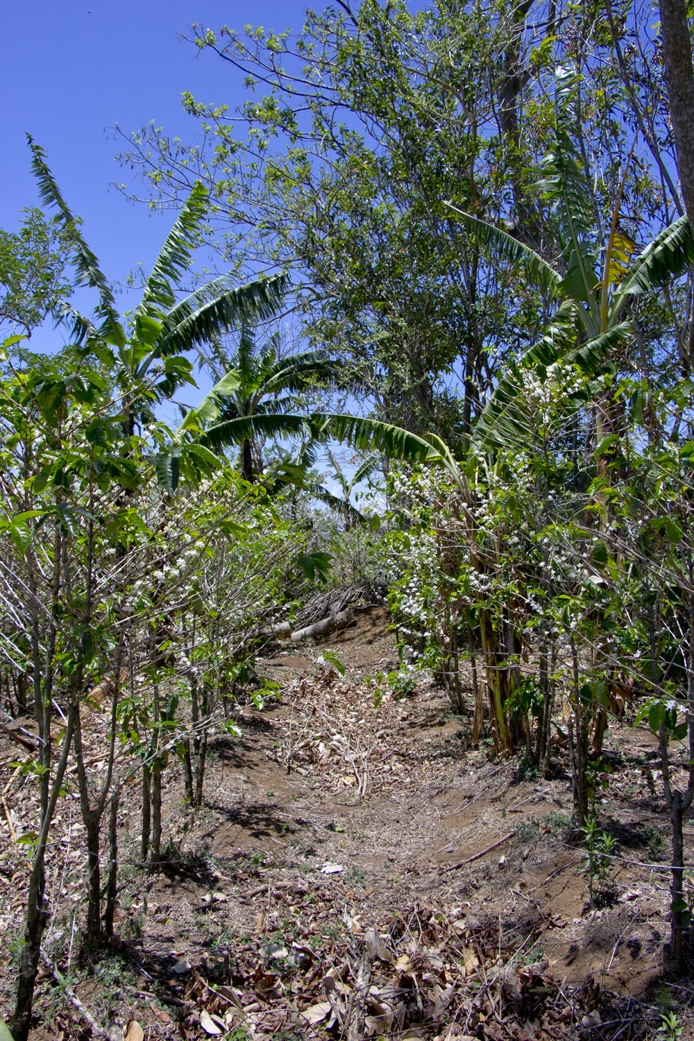 Coffee fields at Finca- Rosa Blanca | Costa Rica