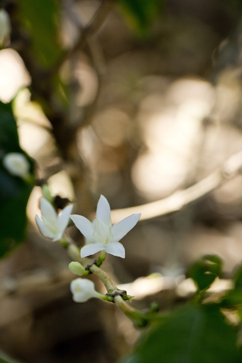 Coffee flower | Finca Rosa Blanca, Costa Rica