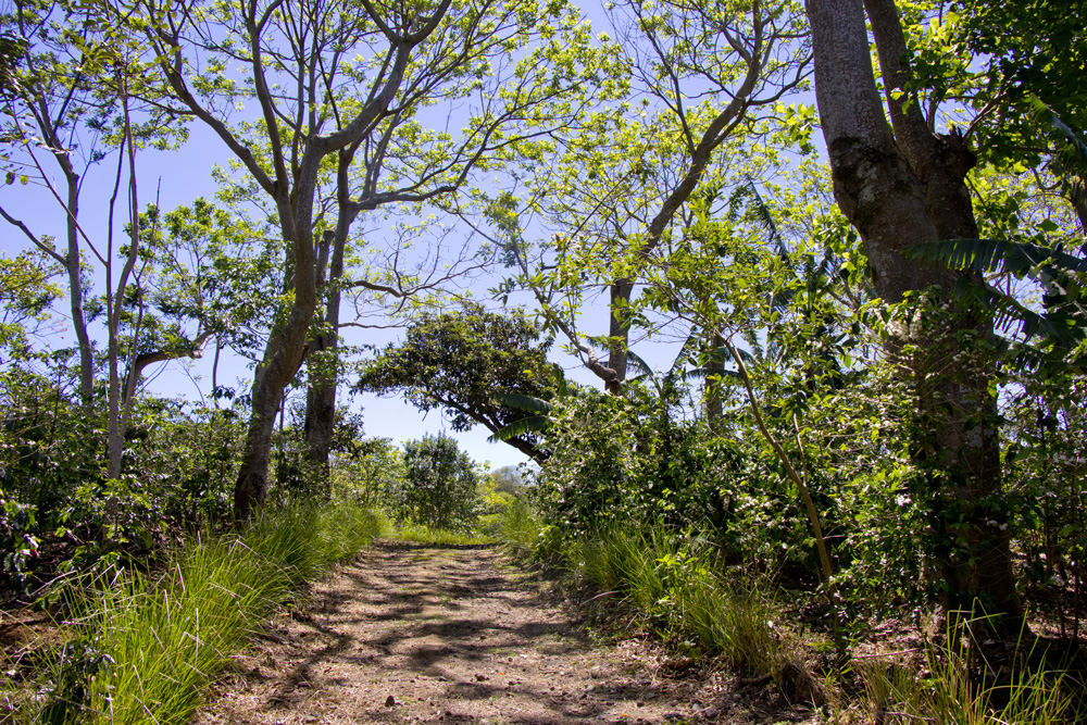 Quiet pathways at Finca Rosa Blanca | Costa Rica