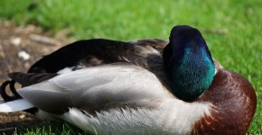 Sleeping mallard | Naperville, Illinois