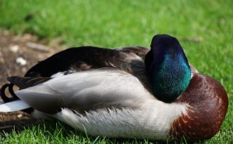 Sleeping mallard | Naperville, Illinois