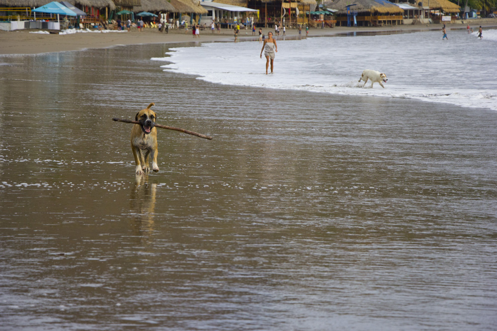 Beach dog | San Juan del Sur, Nicaragua