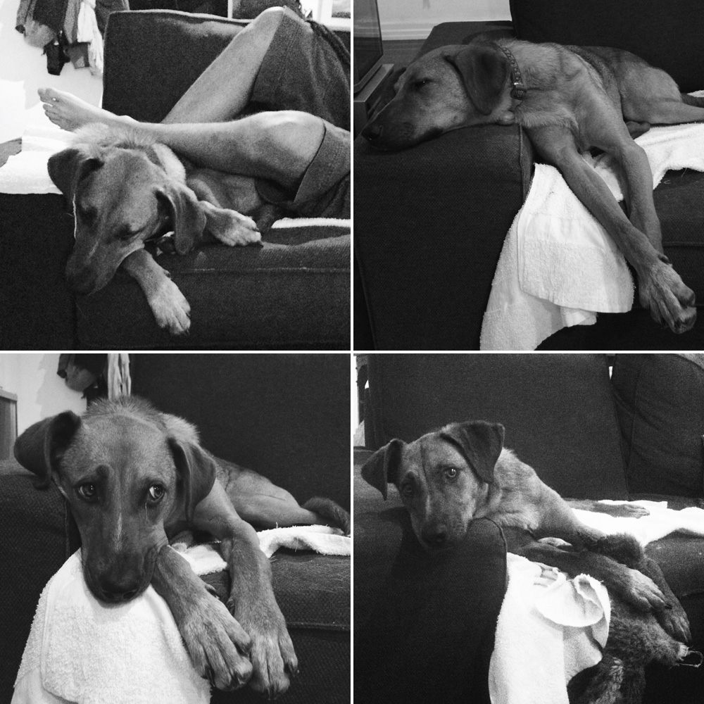 Black and white Bodie on the couch