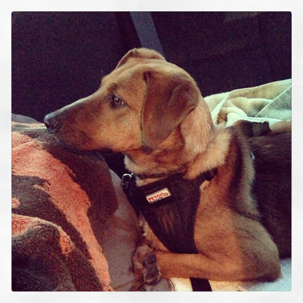 Bodie in her seatbelt