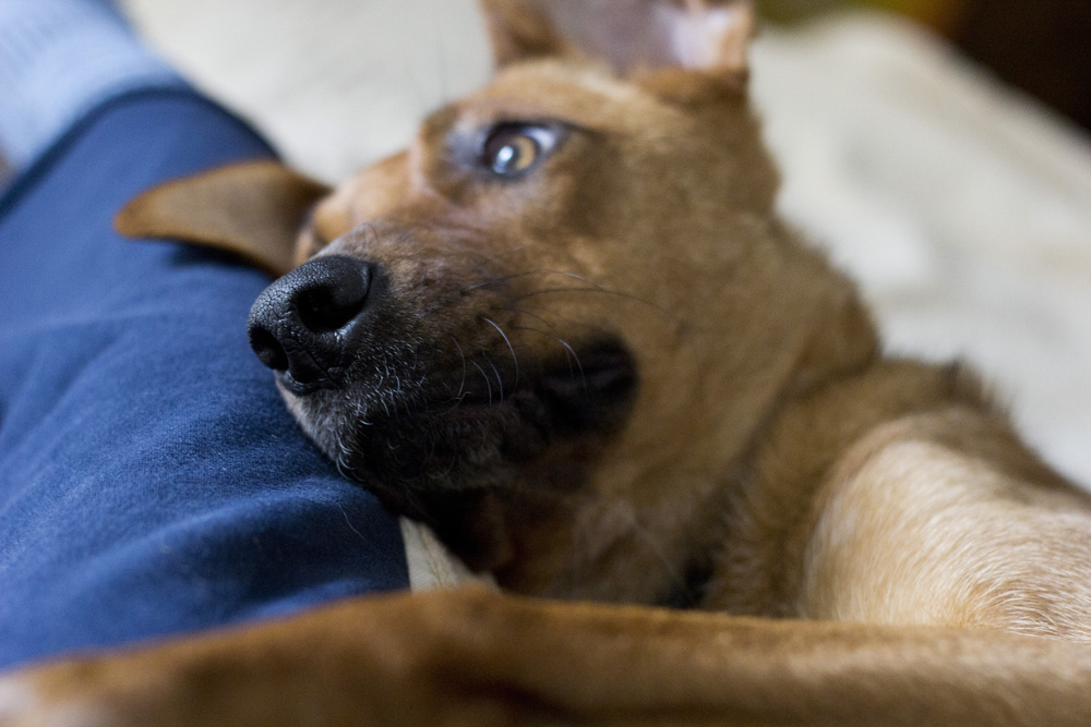 Bodie nose and whiskers on the couch