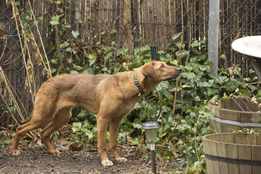 Bodie squirreling in the backyard