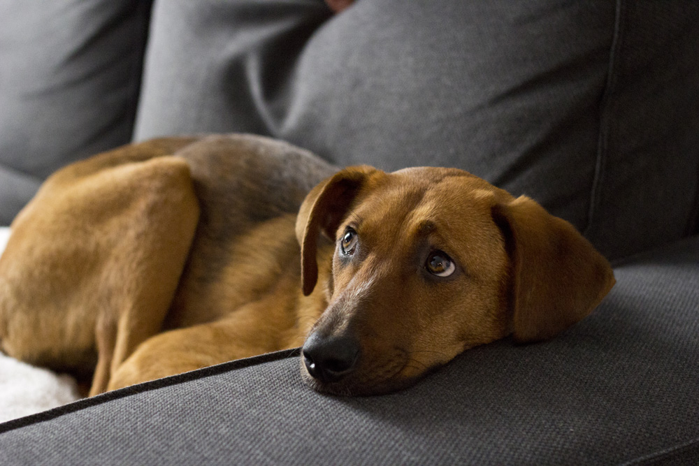 Curious Bodie on the couch arm