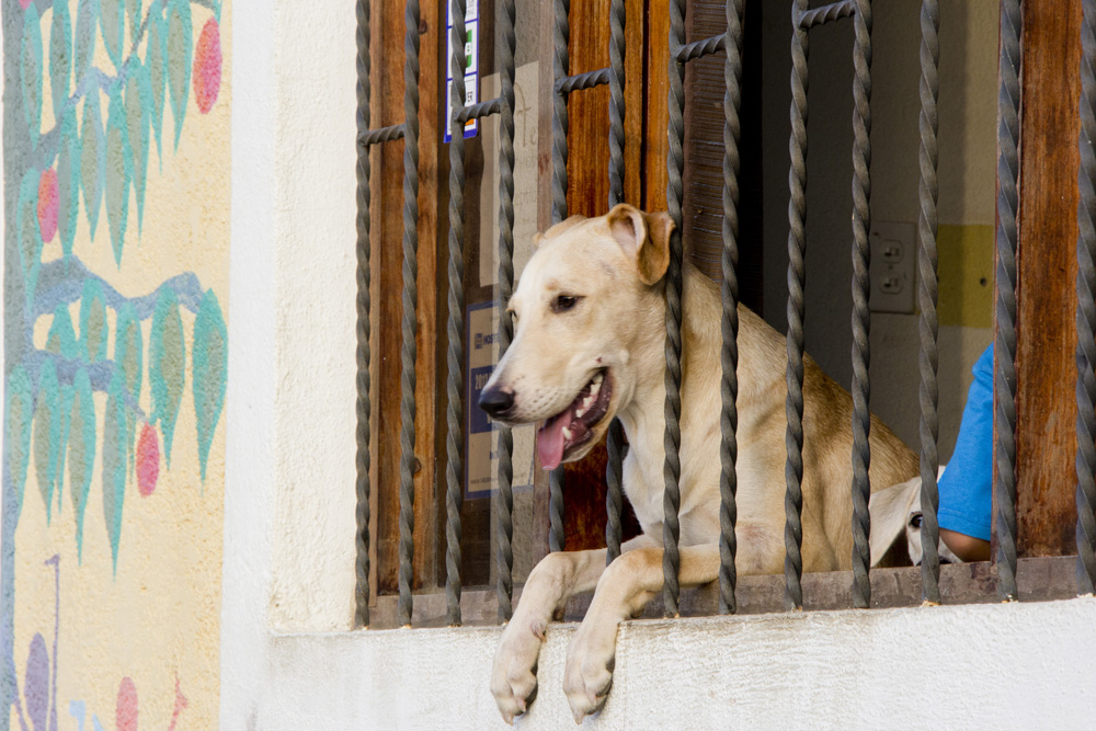 Curious dog in the window | San Juan del Sur, Nicaragua