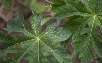 Raindrops on papaya leaves | San Juan del Sur, Nicaragua