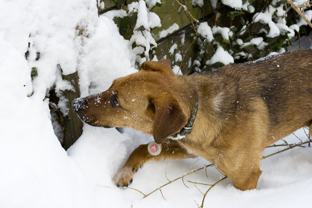 Snow hunting