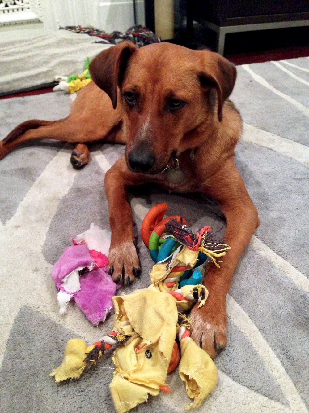 Toy destruction and Bodie