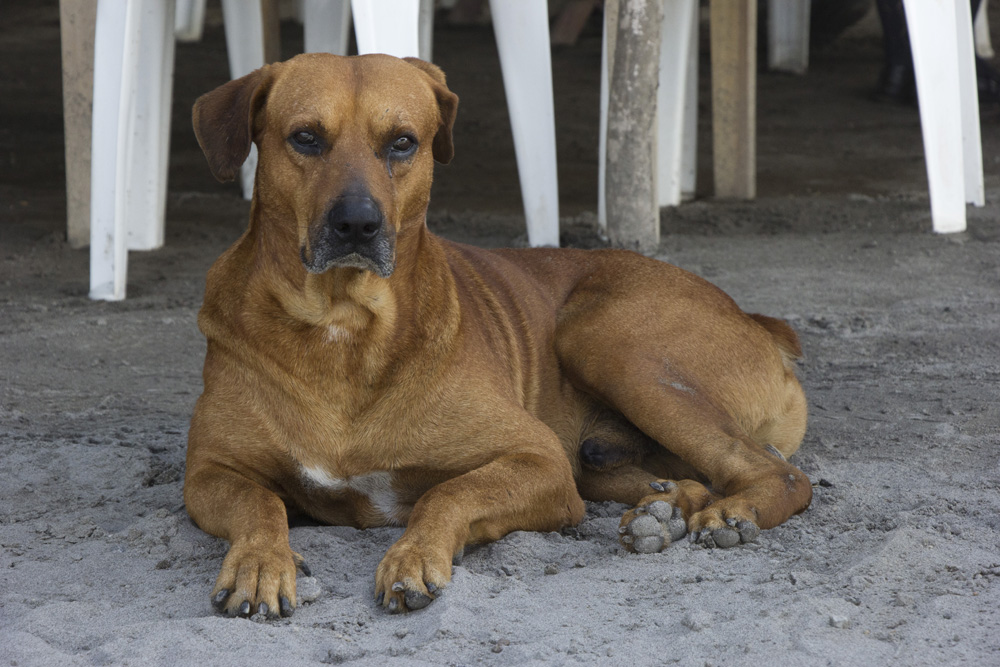Beach dog | Ometepe, Nicaragua
