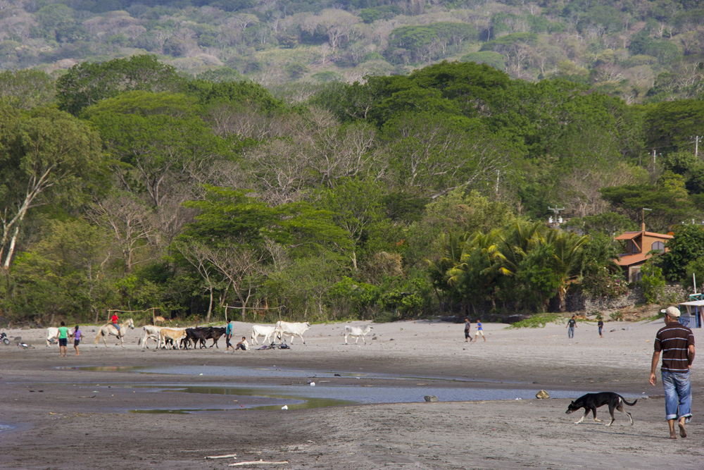 Cows on Santa Cruz beach | Ometepe, Nicaragua