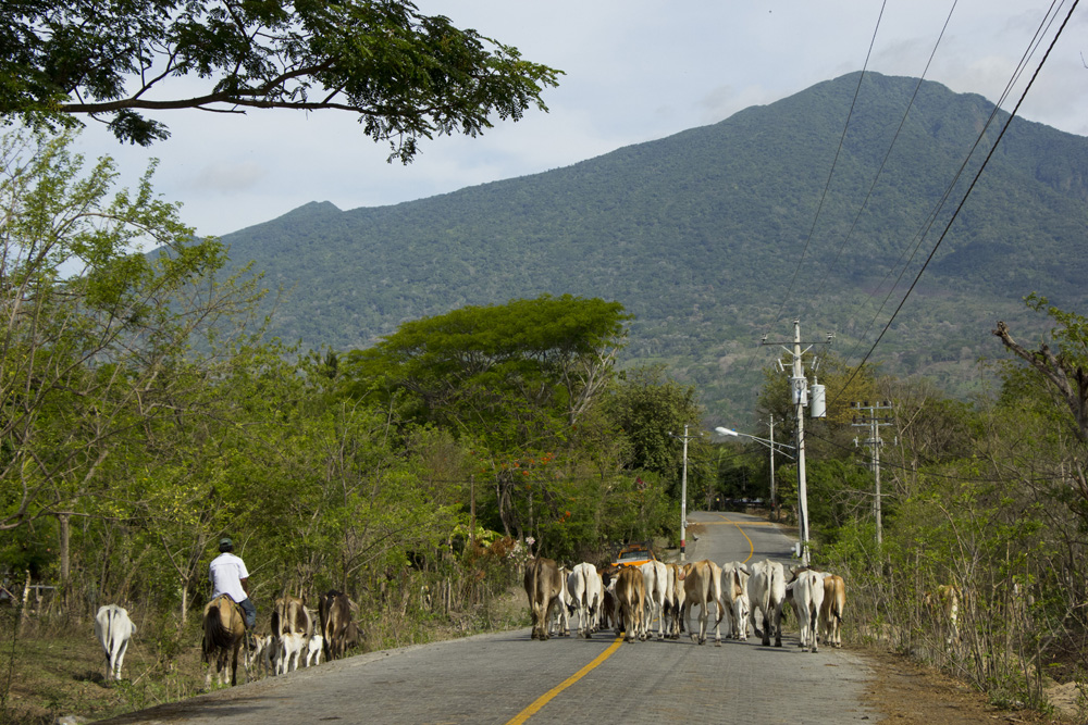 Cows on the road | Ometepe, Nicaragua