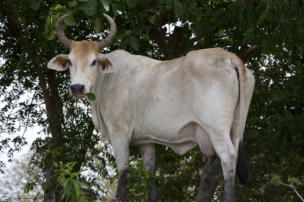 Hungry cow | Ometepe, Nicaragua