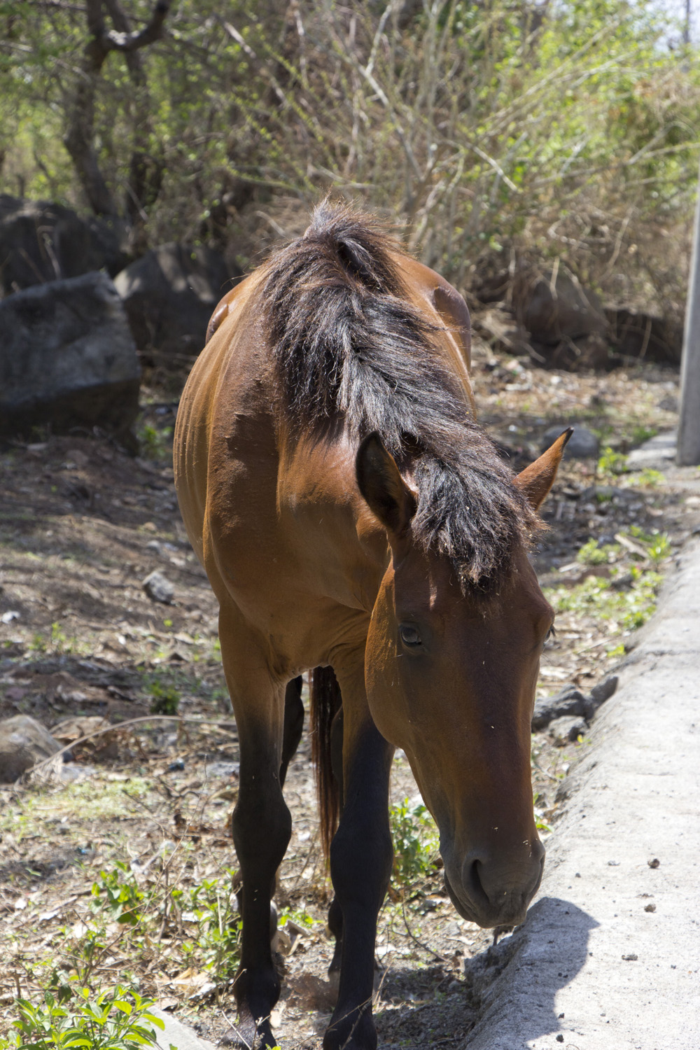 Island horse | Ometepe Nicaragua