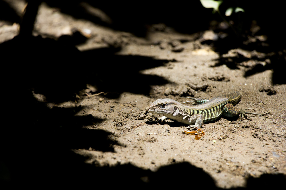 Lizard at Ojo de Agua | Ometepe, Nicaragua