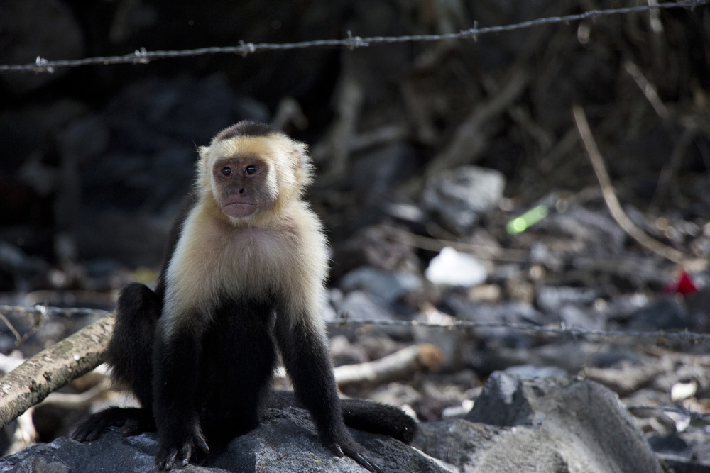 Pensive monkey | Ometepe, Nicaragua