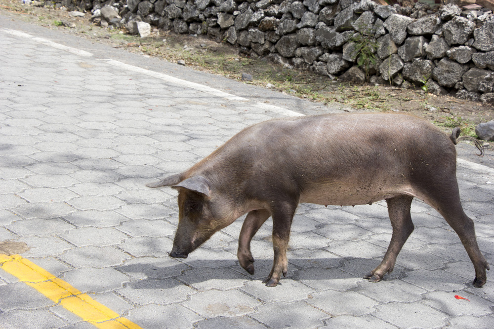 Pig crossing the road | Ometepe, Nicaragua