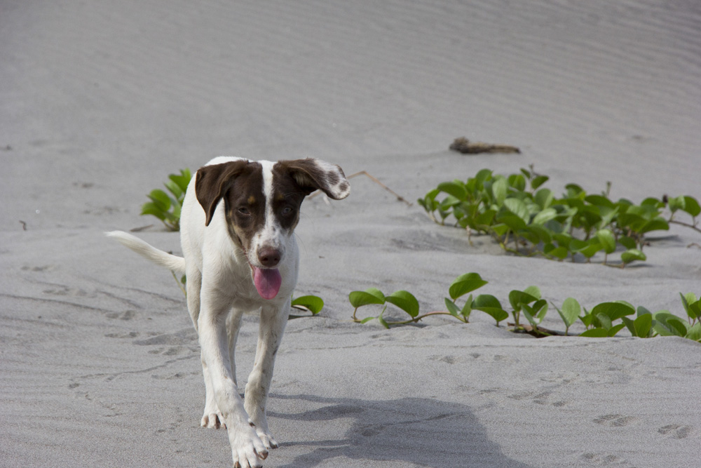 Puppy trotting along the beach | Ometepe, Nicaragua