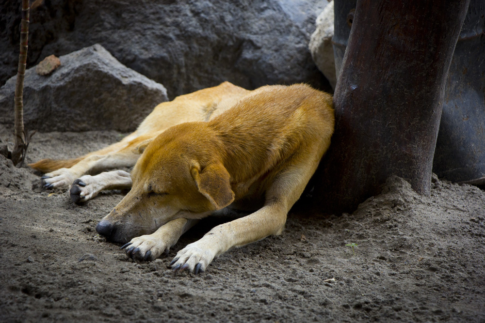 Sleeping puppy | Ometepe, Nicaragua