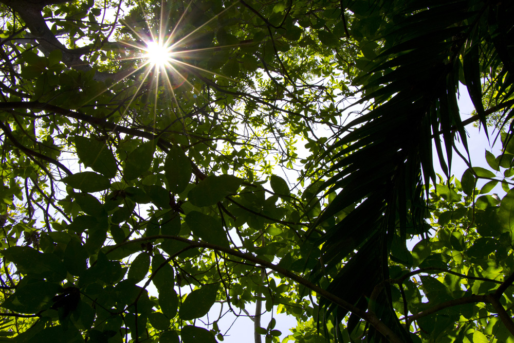 Through the trees at Ojo de Agua | Ometepe, Nicaragua
