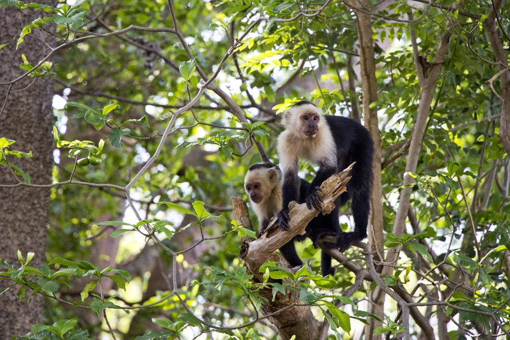 White faced monkeys in a tree | Ometepe, Nicaragua