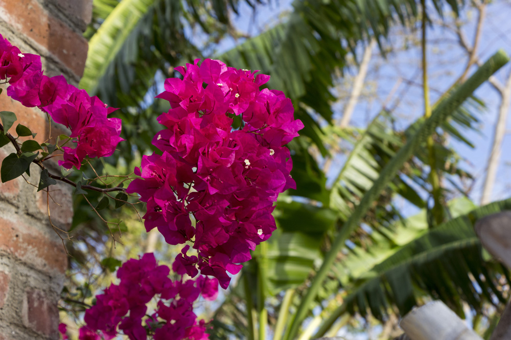 Bougainvillea | Ometepe, Nicaragua