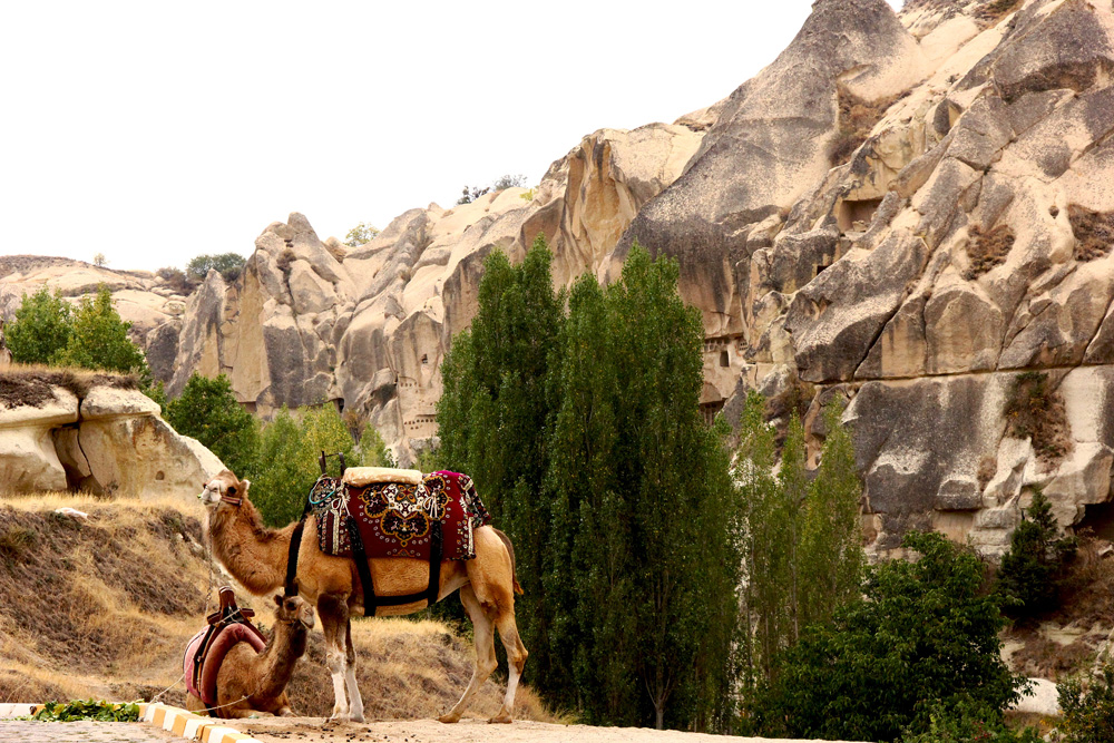 Camels and Rocks | Cappadocia, Turkey