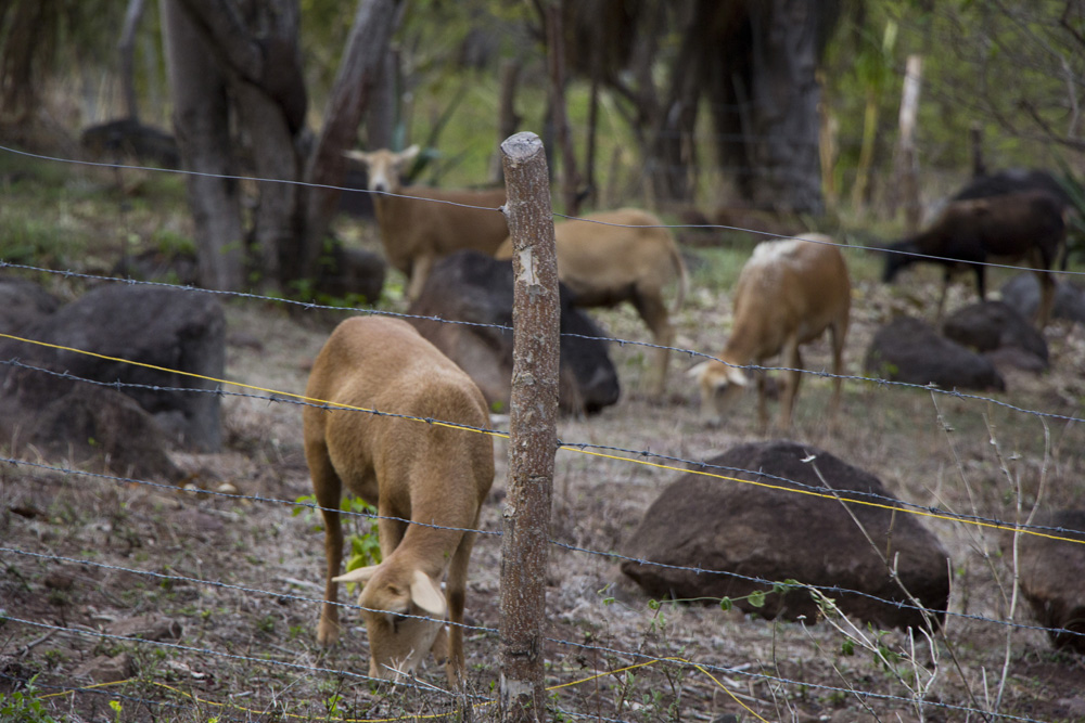 Grazing sheep | Ometepe, Nicaragua