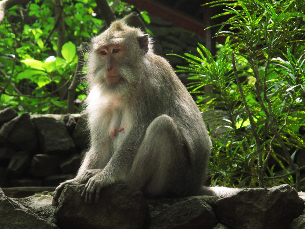 Pensive monkey in Ubud | Bali, Indonesia