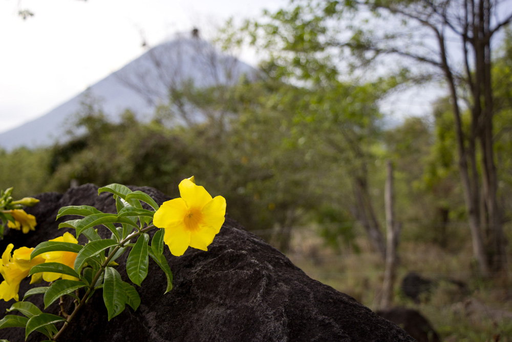 Yellow Flower and Concepcion | Ometepe, Nicaragua